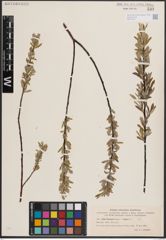Foto von Salix eleagnos Scop. x Salix repens L.